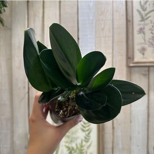 観葉植物 スキンダプサス トレビー ブラック 3号ポット レア 観葉植物 スキンダプサス トレビー ブラック 3号ポット レア