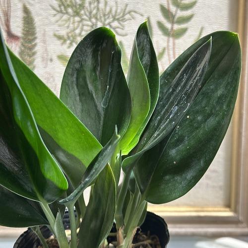 観葉植物 スキンダプサス トレビー ブラック 3号ポット レア 観葉植物 スキンダプサス トレビー ブラック 3号ポット レア