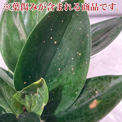 観葉植物 スキンダプサス トレビー ブラック 3号ポット レア 観葉植物 スキンダプサス トレビー ブラック 3号ポット レア