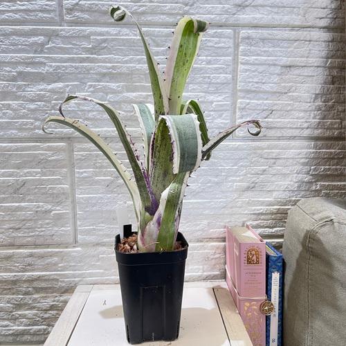 タンクブロメリア エクメア カーラ 3.5号 観葉植物 インテリア カッコ