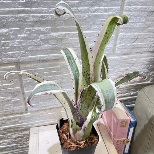 タンクブロメリア エクメア カーラ 3.5号 観葉植物 インテリア カッコ