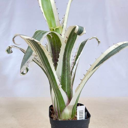 タンクブロメリア エクメア カーラ 3.5号 観葉植物 インテリア カッコ