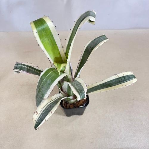 タンクブロメリア エクメア カーラ 3.5号 観葉植物 インテリア カッコ