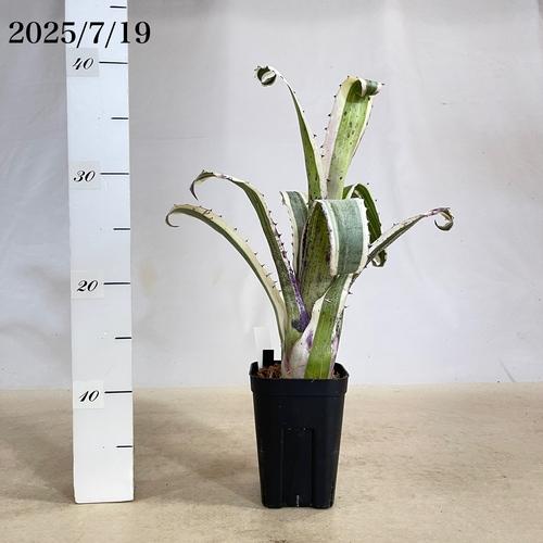 タンクブロメリア エクメア カーラ 3.5号 観葉植物 インテリア カッコ