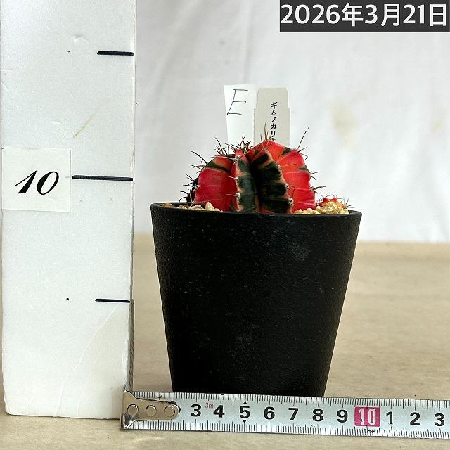 サボテン　ギムノカリキウム ミハノビッチ(緋牡丹錦) 3.5号 個体E　多肉植物 インテリア カッコいい 現品 一点もの |  | 01