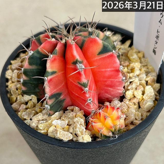 サボテン　ギムノカリキウム ミハノビッチ(緋牡丹錦) 3.5号 個体E　多肉植物 インテリア カッコいい 現品 一点もの |  | 02