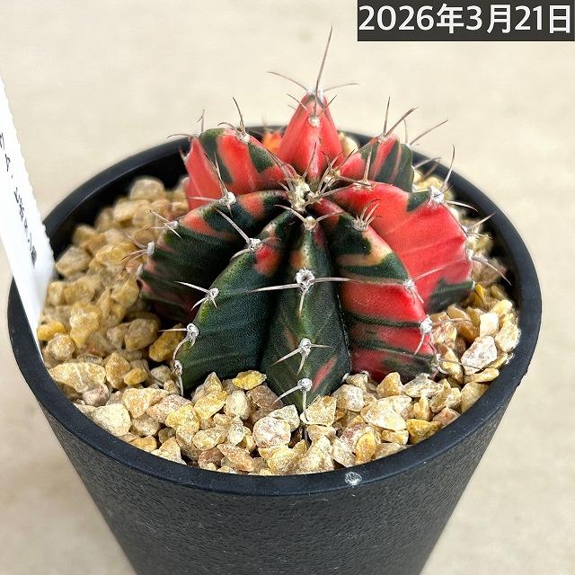 サボテン　ギムノカリキウム ミハノビッチ(緋牡丹錦) 3.5号 個体E　多肉植物 インテリア カッコいい 現品 一点もの |  | 03