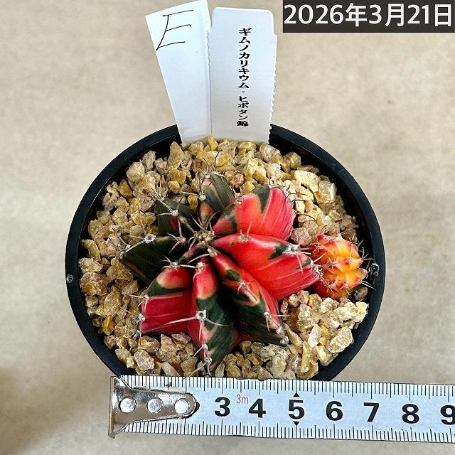 サボテン　ギムノカリキウム ミハノビッチ(緋牡丹錦) 3.5号 個体E　多肉植物 インテリア カッコいい 現品 一点もの |  | 04