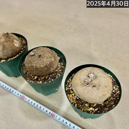 個体おまかせ価格】塊根植物 ステファニア エレクタ 未発根裸苗 8?10cm