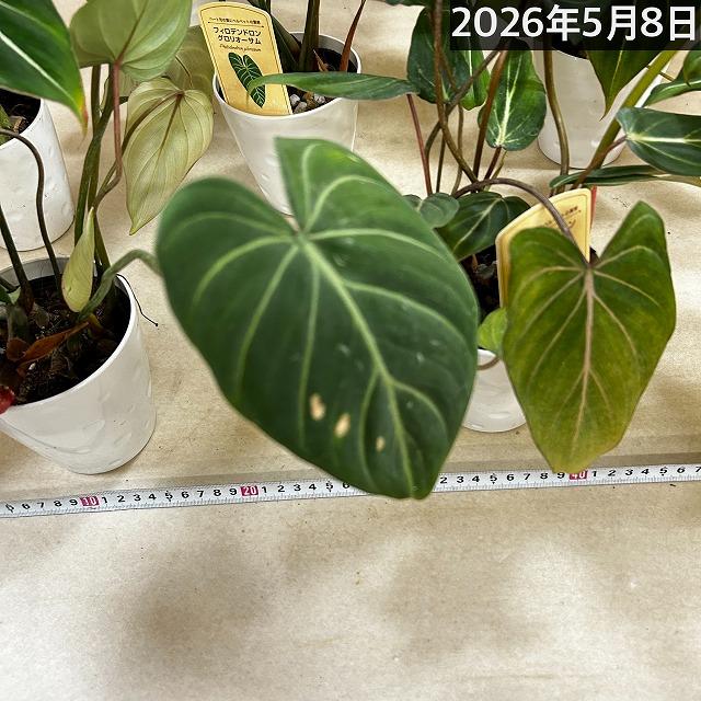 人気 フィロデンドロン グロリオサム 4号プラ鉢付き(個体おまかせ1鉢