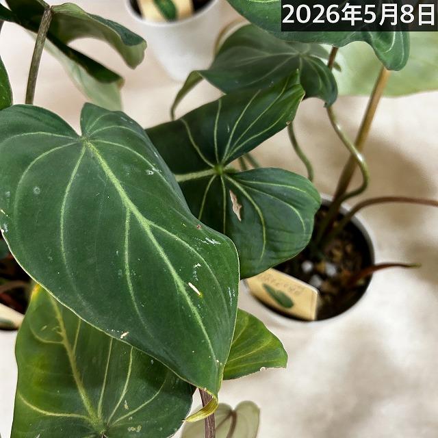 人気 フィロデンドロン グロリオサム 4号プラ鉢付き(個体おまかせ1鉢