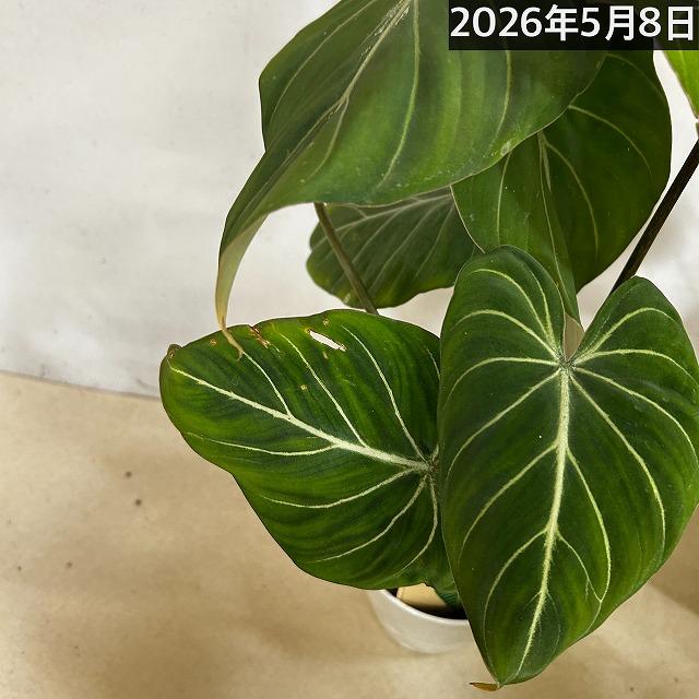 人気 フィロデンドロン グロリオサム 4号プラ鉢付き(個体おまかせ1鉢