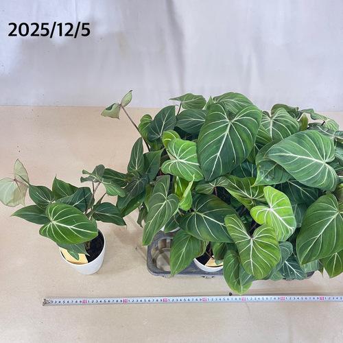 観葉植物 フィロデンドロン グロリオーサム(グロリオサム/グロリオスム