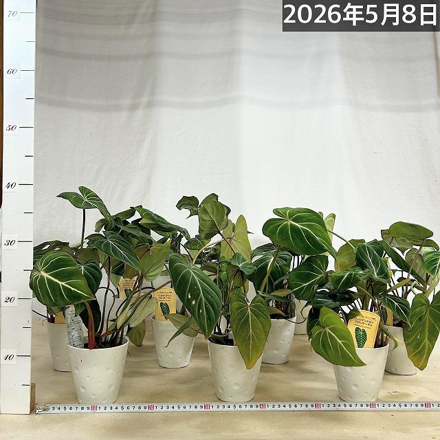 人気 フィロデンドロン グロリオサム 4号プラ鉢付き(個体おまかせ1鉢
