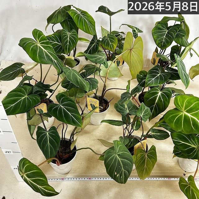 人気 フィロデンドロン グロリオサム 4号プラ鉢付き(個体おまかせ1鉢