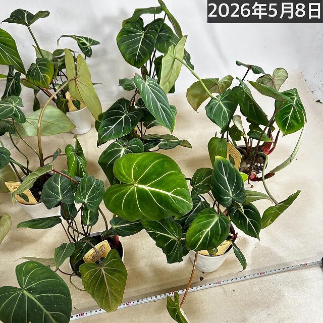 人気 フィロデンドロン グロリオサム 4号プラ鉢付き(個体おまかせ1鉢