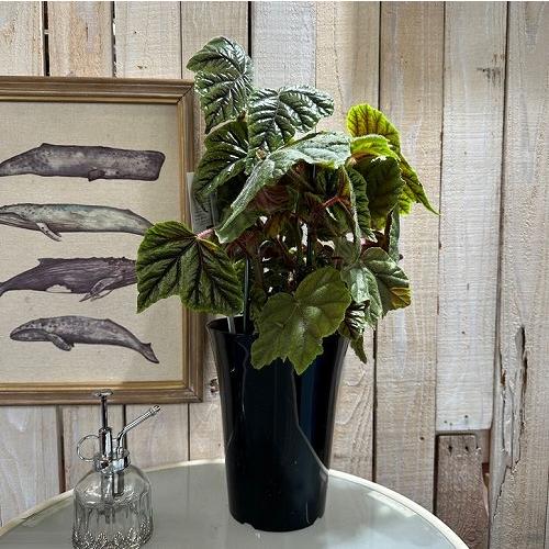 養生中　ベゴニア レア　メタリカ 養生中 ベゴニア レア メタリカ ベゴニア：メタリカ 6号鉢植え