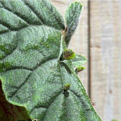 観葉植物 ベゴニア メタリカ(Metallica) 6号 インテリア