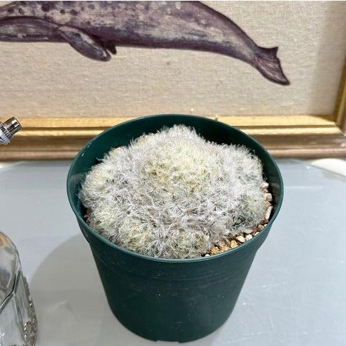 楽天市場】サボテン：マミラリア 白星*L 幅11cm : 遊恵盆栽 楽天市場