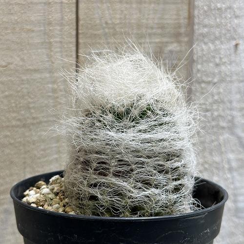 サボテン エリオシケ 白翁玉 3.5号 多肉植物 一点物 現品 現物 レア