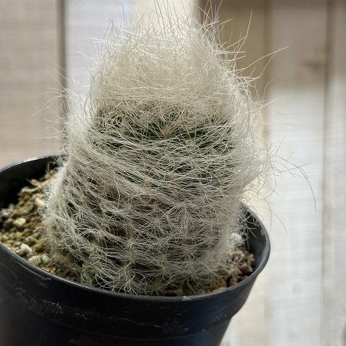 サボテン エリオシケ 白翁玉 3.5号 多肉植物 一点物 現品 現物 レア