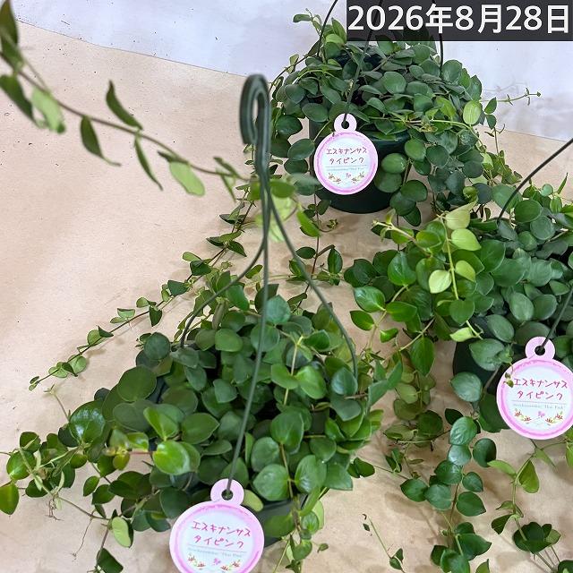 観葉植物 吊るす 吊り下げ　エスキナンサス タイピンク※葉傷みあり 5号吊り鉢(底面給水)　室内 ハンギング オシャレ 可愛い かわいい レア 珍しい |  | 10