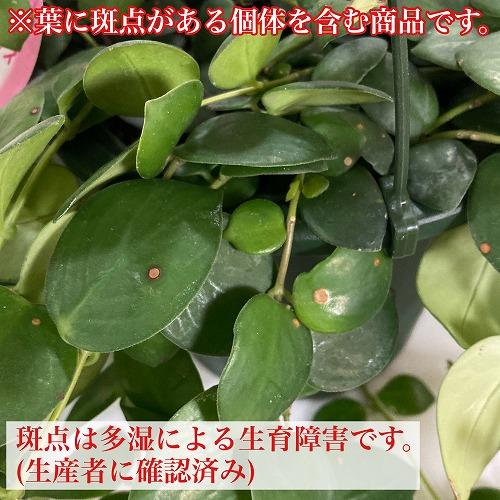 観葉植物 吊るす 吊り下げ　エスキナンサス タイピンク※葉傷みあり 5号吊り鉢(底面給水)　室内 ハンギング オシャレ 可愛い かわいい レア 珍しい |  | 06