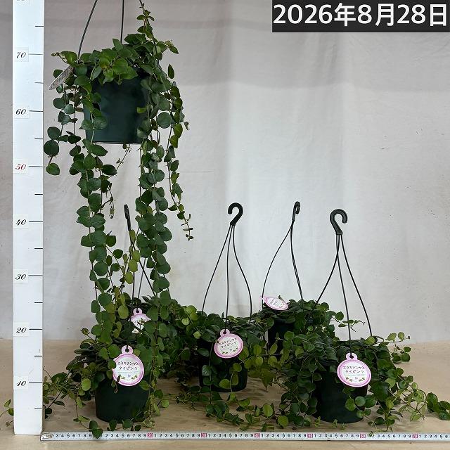 観葉植物 吊るす 吊り下げ　エスキナンサス タイピンク※葉傷みあり 5号吊り鉢(底面給水)　室内 ハンギング オシャレ 可愛い かわいい レア 珍しい |  | 07