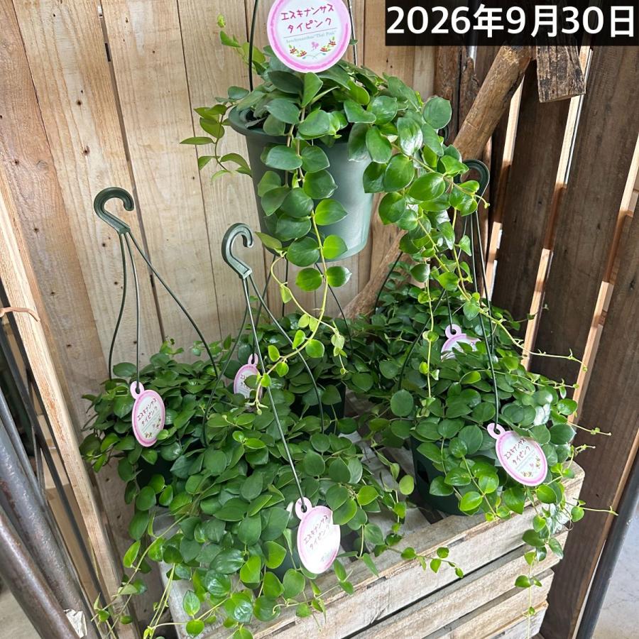 観葉植物 吊るす 吊り下げ　エスキナンサス タイピンク※葉傷みあり 5号吊り鉢(底面給水)　室内 ハンギング オシャレ 可愛い かわいい レア 珍しい |  | 07