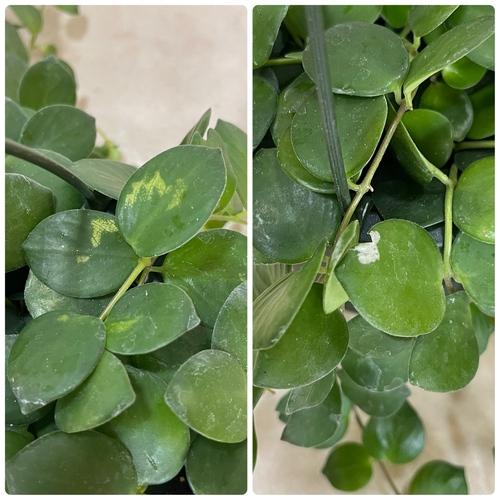観葉植物 吊るす 吊り下げ　エスキナンサス タイピンク※葉傷みあり 5号吊り鉢(底面給水)　室内 ハンギング オシャレ 可愛い かわいい レア 珍しい |  | 05