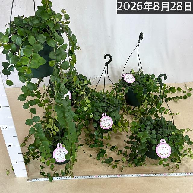 観葉植物 吊るす 吊り下げ　エスキナンサス タイピンク※葉傷みあり 5号吊り鉢(底面給水)　室内 ハンギング オシャレ 可愛い かわいい レア 珍しい |  | 08