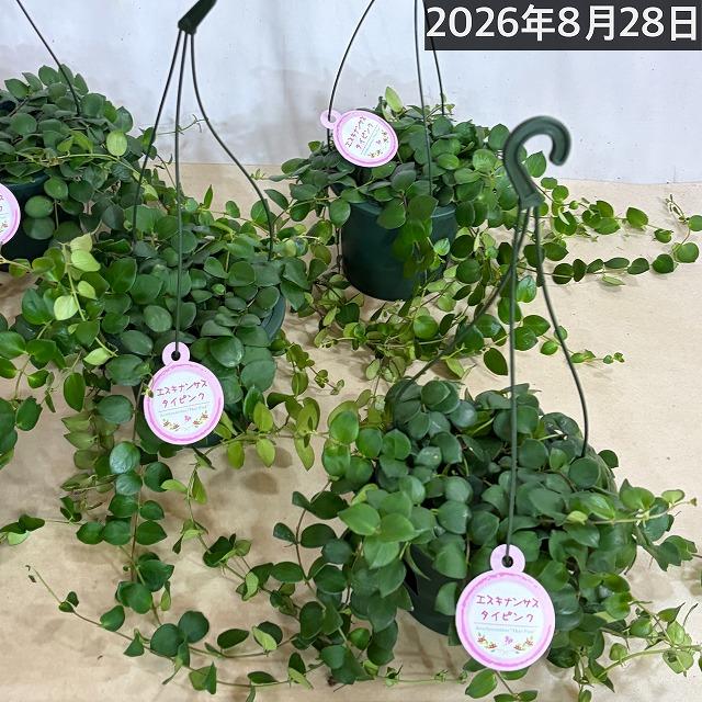 観葉植物 吊るす 吊り下げ　エスキナンサス タイピンク※葉傷みあり 5号吊り鉢(底面給水)　室内 ハンギング オシャレ 可愛い かわいい レア 珍しい |  | 09