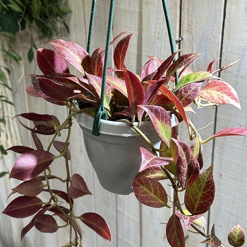 観葉植物 ホヤ(サクララン) オブスクラ 4号吊り鉢 インテリア 観葉植物 ホヤ(サクララン) オブスクラ 4号吊り鉢 インテリア