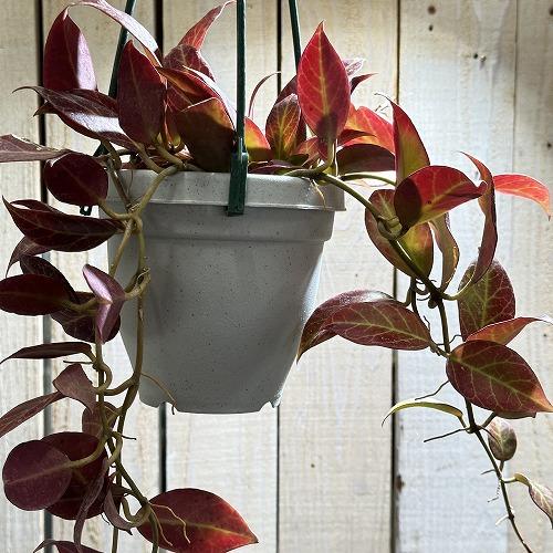 観葉植物 ホヤ(サクララン) オブスクラ 4号吊り鉢 インテリア 観葉植物 ホヤ(サクララン) オブスクラ 4号吊り鉢 インテリア