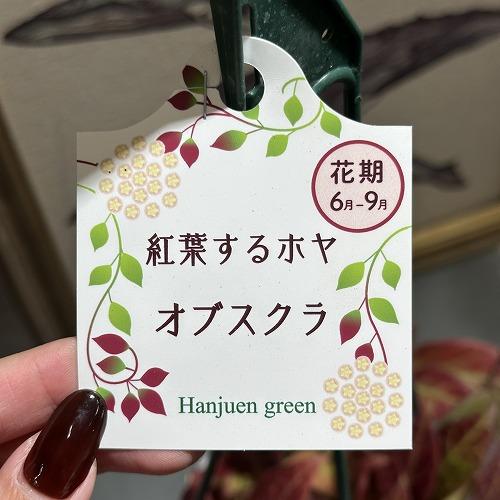 【現在紅葉中です】観葉植物　ホヤ(サクララン) オブスクラ 4号吊り鉢(おまかせ1鉢)　インテリア カワイイ 可愛い オシャレ 室内 |  | 03