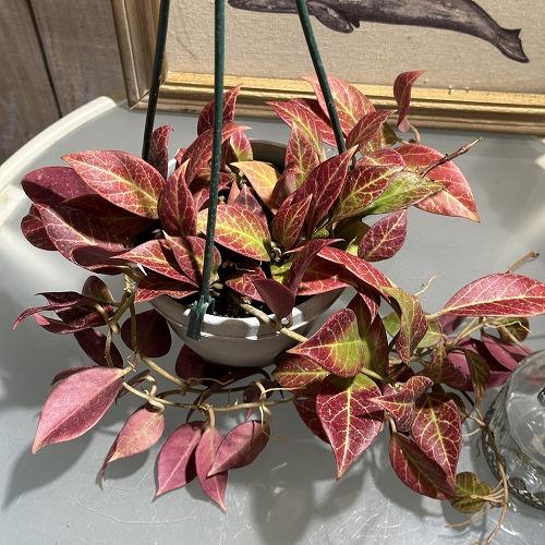 ホヤ　hoya トムソニー　ピンク　ロング　4号　吊り鉢　① 現在紅葉中です】観葉植物 ホヤ(サクララン) オブスクラ 4号吊り鉢