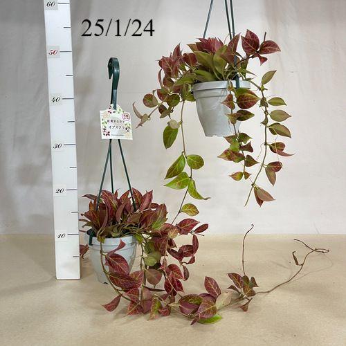 観葉植物 ホヤ(サクララン) オブスクラ 4号吊り鉢 インテリア 観葉植物 ホヤ(サクララン) オブスクラ 4号吊り鉢 インテリア