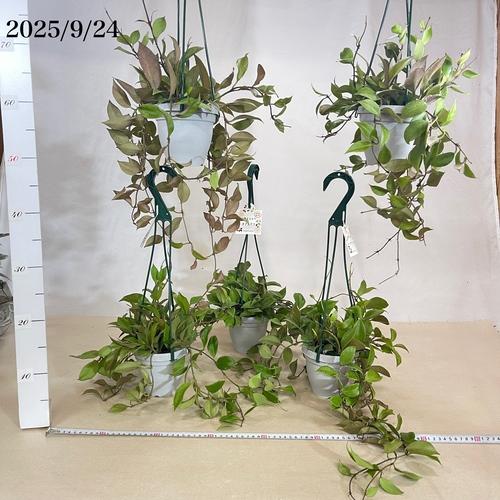 現在緑葉です】観葉植物 ホヤ(サクララン) オブスクラ 4号吊り鉢
