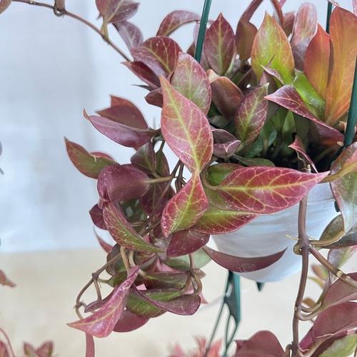 現在紅葉中です】観葉植物 ホヤ(サクララン) オブスクラ 4号吊り鉢