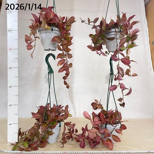 【現在紅葉中です】観葉植物　ホヤ(サクララン) オブスクラ 4号吊り鉢(おまかせ1鉢)　インテリア カワイイ 可愛い オシャレ 室内 |  | 05