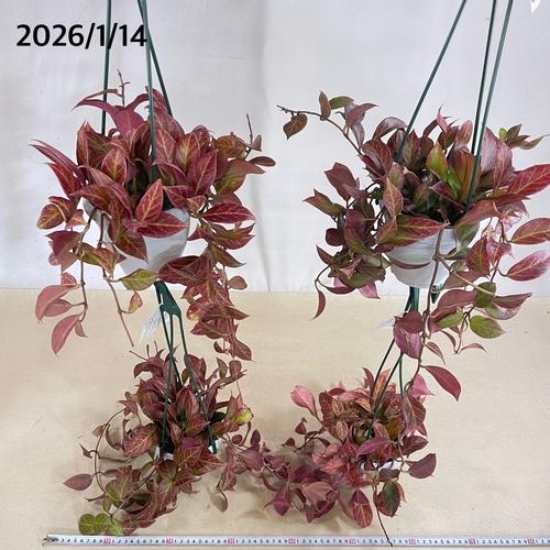 現在紅葉中です】観葉植物 ホヤ(サクララン) オブスクラ 4号吊り鉢