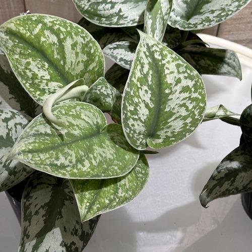 観葉植物 スキンダプサス トレビー 3.5号 インテリア カワイイ 可愛い