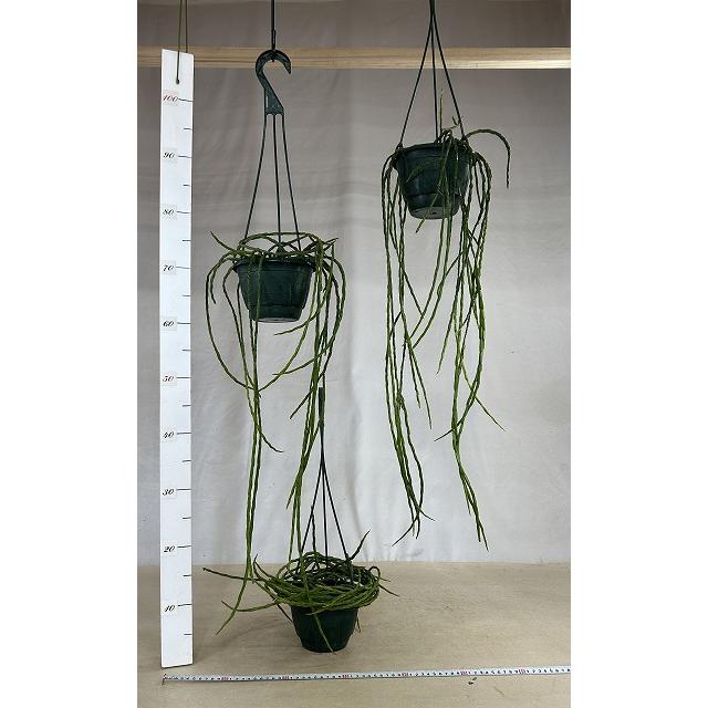 リプサリス パラドクサ 5号吊り鉢(個体おまかせ1鉢) ※ラベル無し　観葉植物 インテリア オシャレ カワイイ 可愛い 育てやすい |  | 03