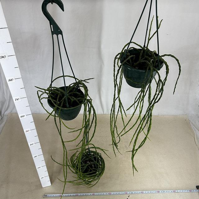 リプサリス パラドクサ 5号吊り鉢(個体おまかせ1鉢) ※ラベル無し　観葉植物 インテリア オシャレ カワイイ 可愛い 育てやすい |  | 04