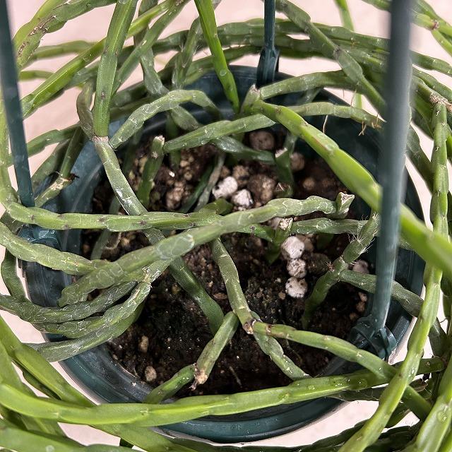 リプサリス パラドクサ 5号吊り鉢(個体おまかせ1鉢) ※ラベル無し　観葉植物 インテリア オシャレ カワイイ 可愛い 育てやすい |  | 05