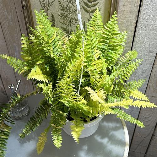 【おすすめ】斑入りシダ ネフロレピス エクサルタータ ハッピーマーブル 6号吊り鉢　観葉植物 インテリア オシャレ カワイイ 可愛い 室内 | 