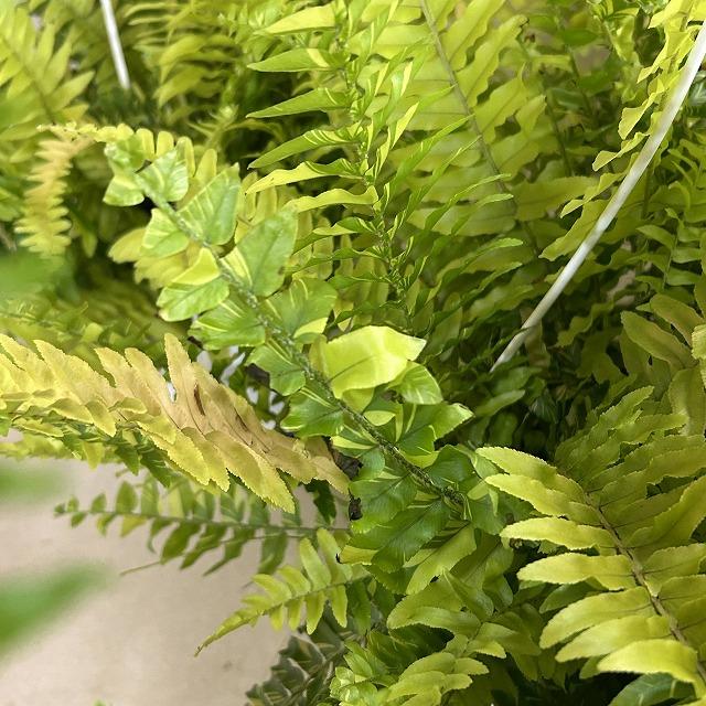 【おすすめ】斑入りシダ ネフロレピス エクサルタータ ハッピーマーブル 6号吊り鉢　観葉植物 インテリア オシャレ カワイイ 可愛い 室内 |  | 10