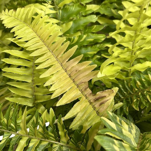 【おすすめ】斑入りシダ ネフロレピス エクサルタータ ハッピーマーブル 6号吊り鉢　観葉植物 インテリア オシャレ カワイイ 可愛い 室内 |  | 11