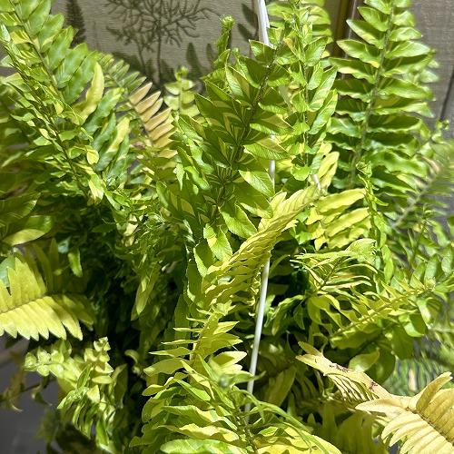 【おすすめ】斑入りシダ ネフロレピス エクサルタータ ハッピーマーブル 6号吊り鉢　観葉植物 インテリア オシャレ カワイイ 可愛い 室内 |  | 02