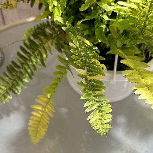 【おすすめ】斑入りシダ ネフロレピス エクサルタータ ハッピーマーブル 6号吊り鉢　観葉植物 インテリア オシャレ カワイイ 可愛い 室内 |  | 03